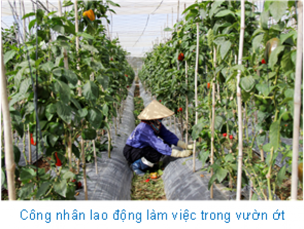 Chỉ trồng ớt Hà Lan mà một nông dân Lâm Đồng thu 2,5 tỷ - Ảnh 2.