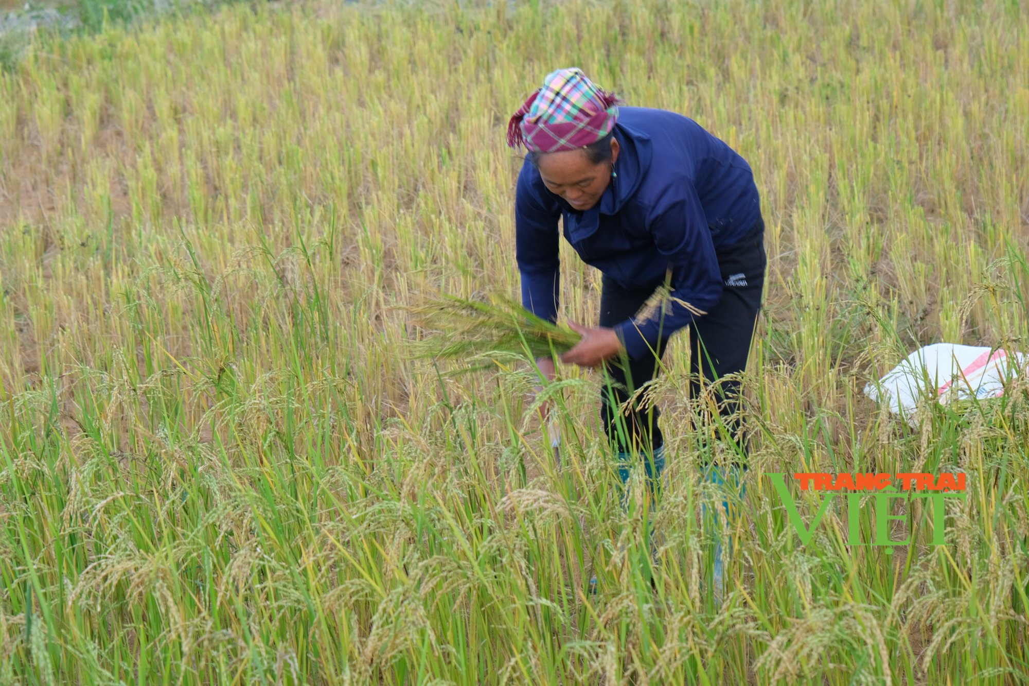 Lai Châu: Pu Sam Cáp chú trọng phát triển nông nghiệp - Ảnh 1.