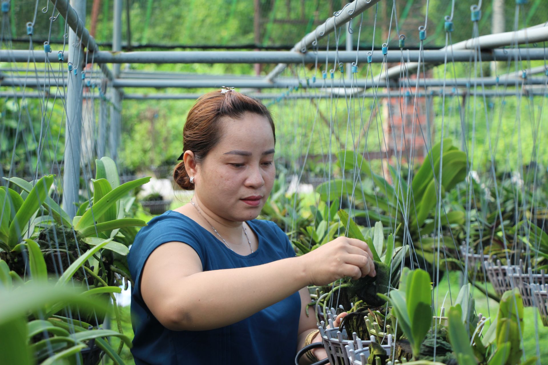Trồng thành công 3 loài hoa lan bung hoa đẹp vạn người mê, chị nông dân Tây Ninh thu hơn 1 tỷ - Ảnh 1.