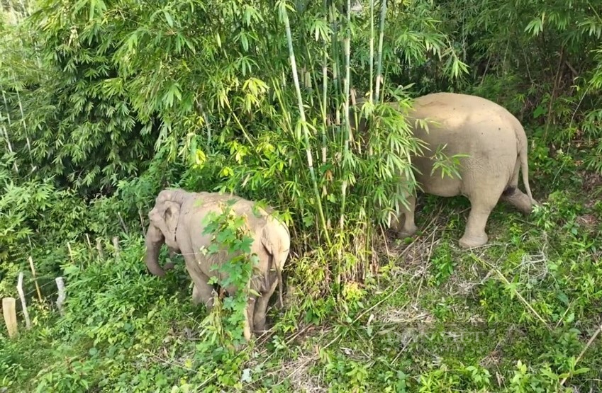 Hai cá thể voi rừng bất ngờ xuất hiện tiến sát khu dân cư ở Nghệ An - Ảnh 3.