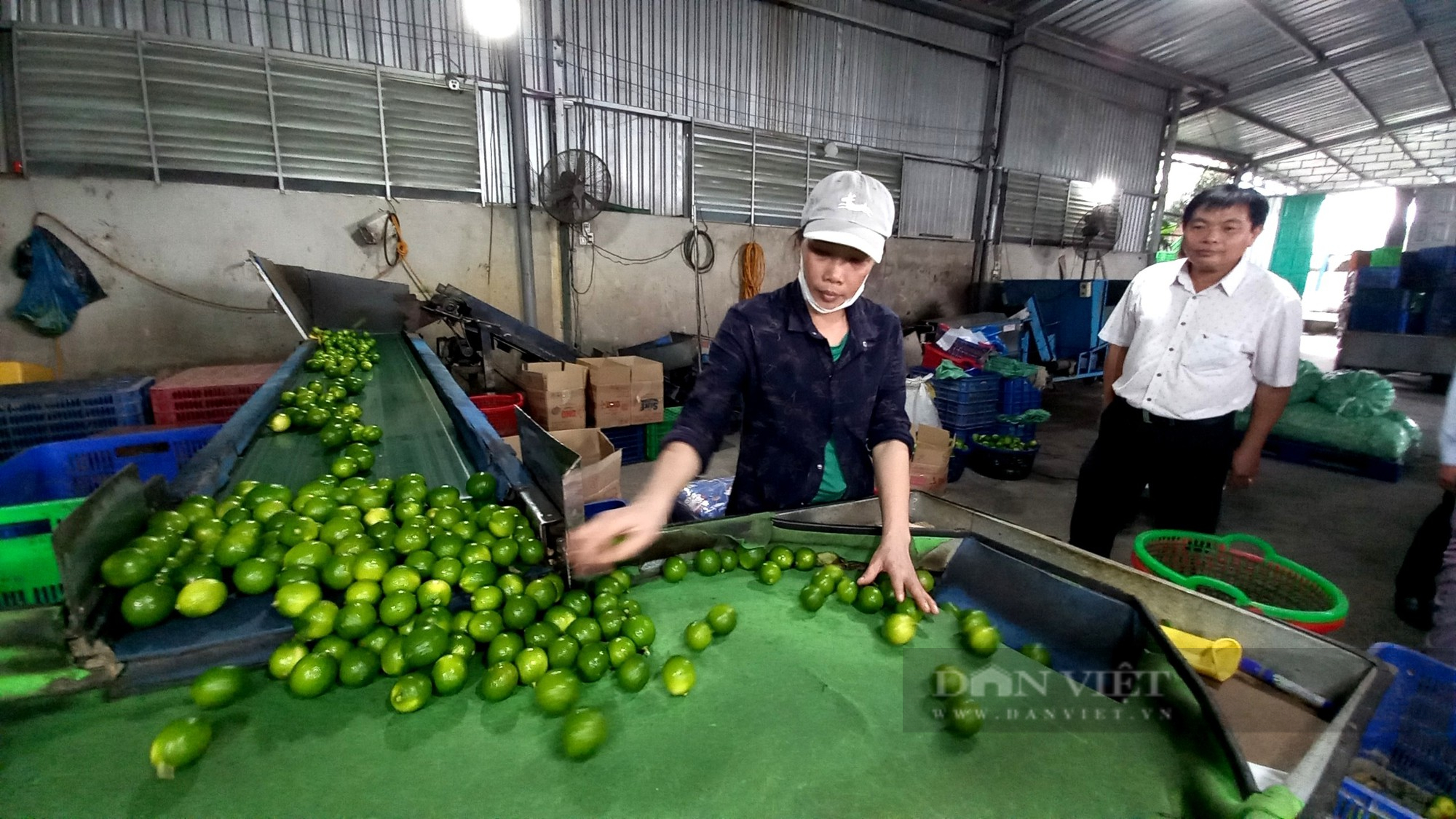 Từng chở chanh đi ký gởi, nữ nông dân trồng chanh từ hai bàn tay trắng trở thành tỷ phú  - Ảnh 4.