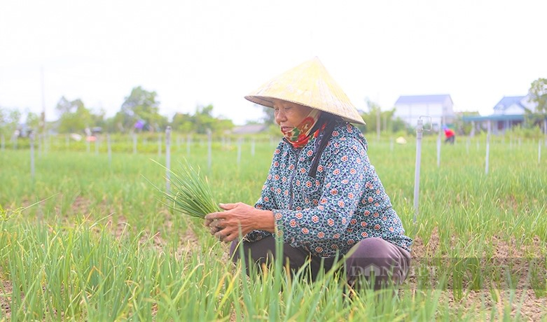 Nông dân Hà Tĩnh trồng loại rau củ trắng đều đặn, cọng lá tươi xanh đến ngọn, thương lái tranh nhau mua tại ruộng - Ảnh 6.