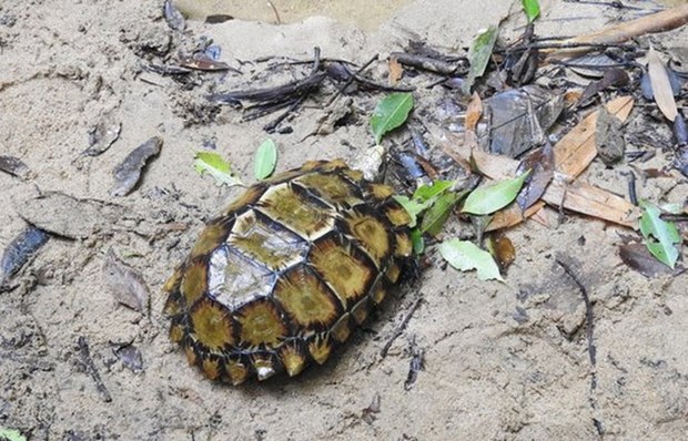 Phát hiện con rùa quý hiếm, cực đẹp ở Khánh Hòa - Ảnh 1.