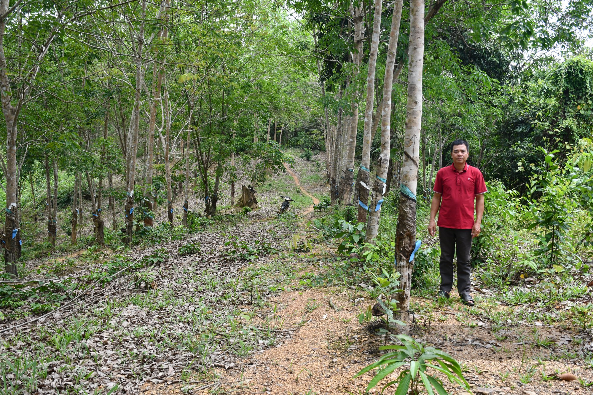 Vườn cao su bị chiếm đoạt 5 năm, kiện ra tòa, một nông dân tỉnh Bình Phước đã thắng kiện - Ảnh 1.