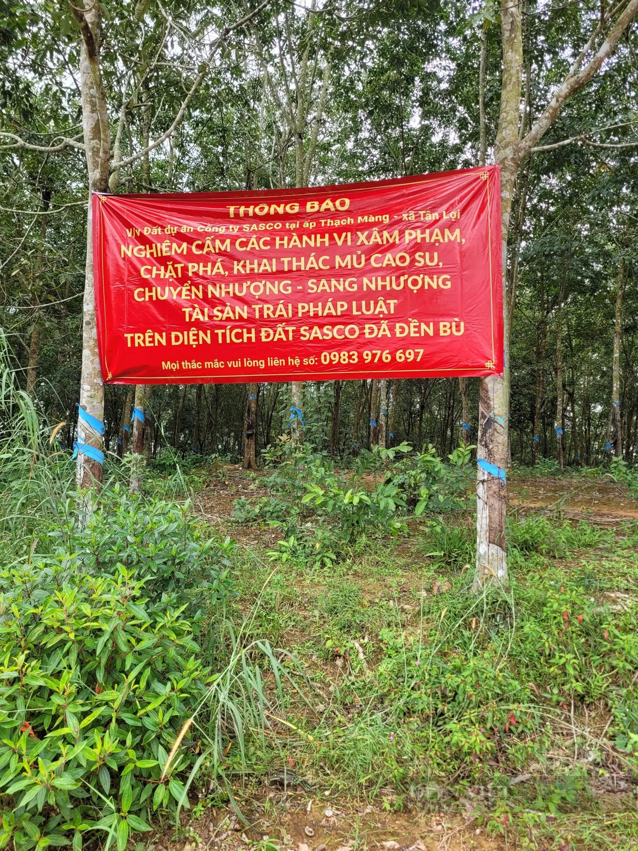 Vườn cao su bị chiếm đoạt 5 năm, kiện ra tòa, một nông dân tỉnh Bình Phước đã thắng kiện - Ảnh 4.
