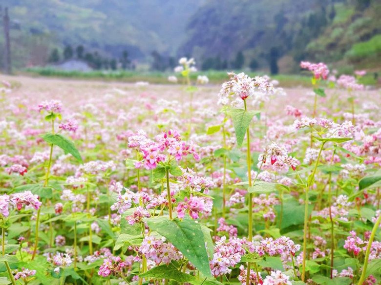 Loại bánh đặc sản có một không hai được làm từ loài hoa nổi tiếng chỉ có ở Hà Giang - Ảnh 1.