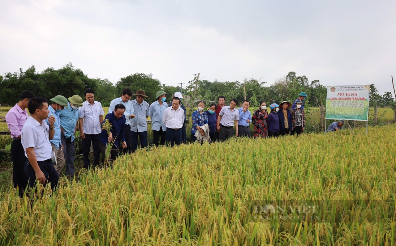 Sản xuất lúa sạch vừa giảm chi phí lại tăng năng suất, nông dân Nghệ An phấn khởi nhân rộng mô hình - Ảnh 1.