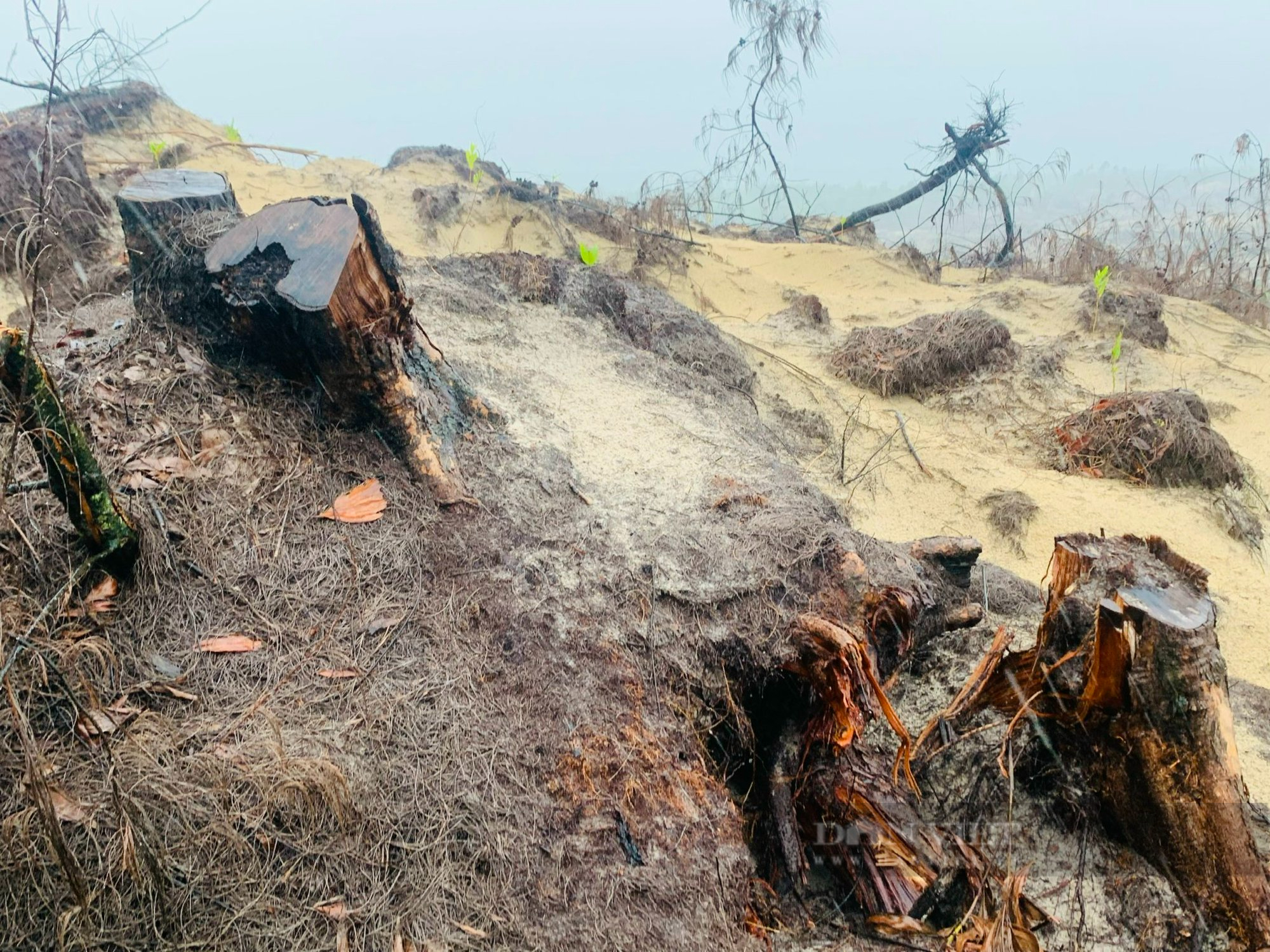 Cận cảnh vụ chặt phá hơn 12 ha rừng trên cát ở Quảng Bình - Ảnh 5.