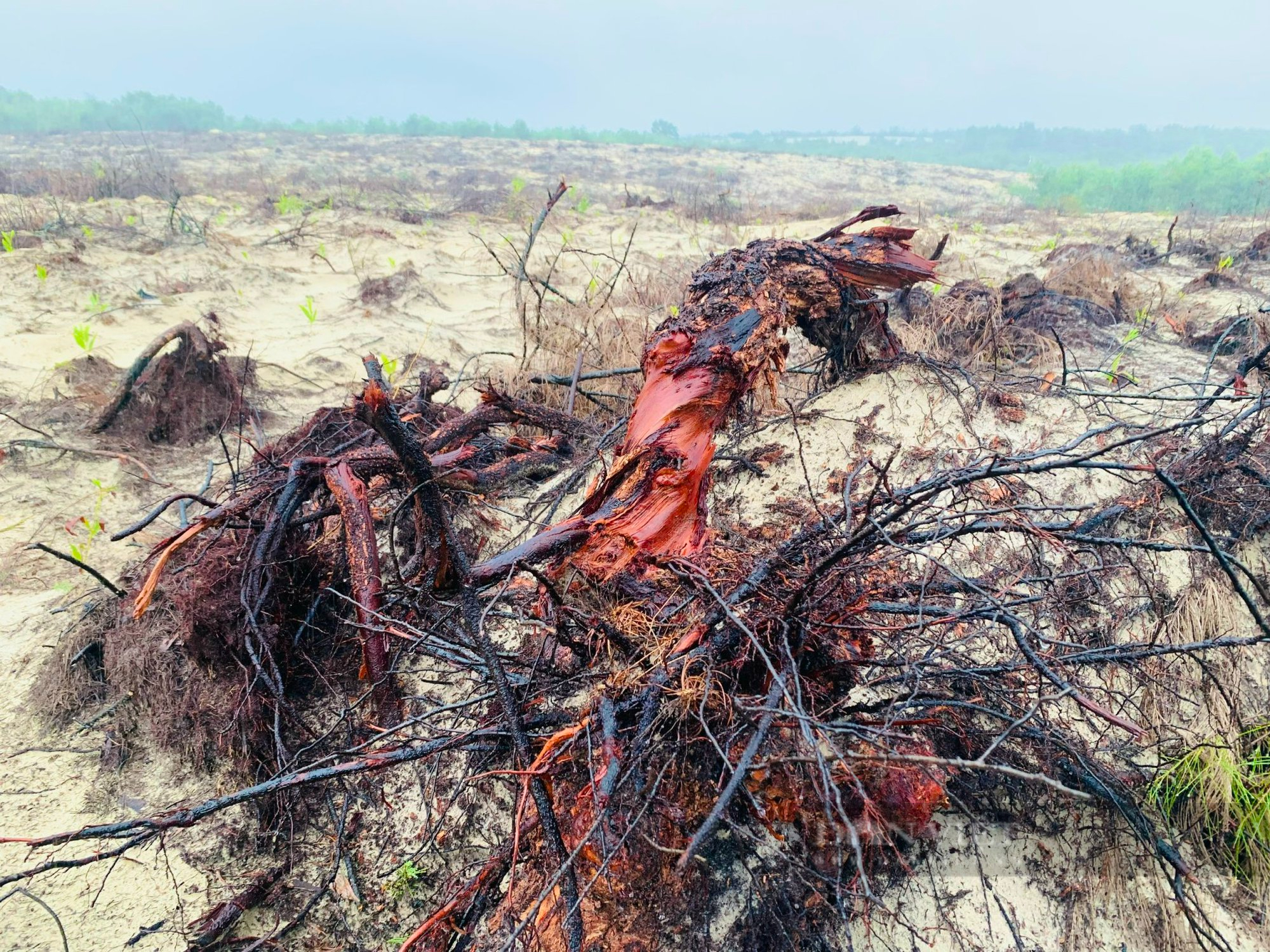 Cận cảnh vụ chặt phá hơn 12 ha rừng trên cát ở Quảng Bình - Ảnh 2.