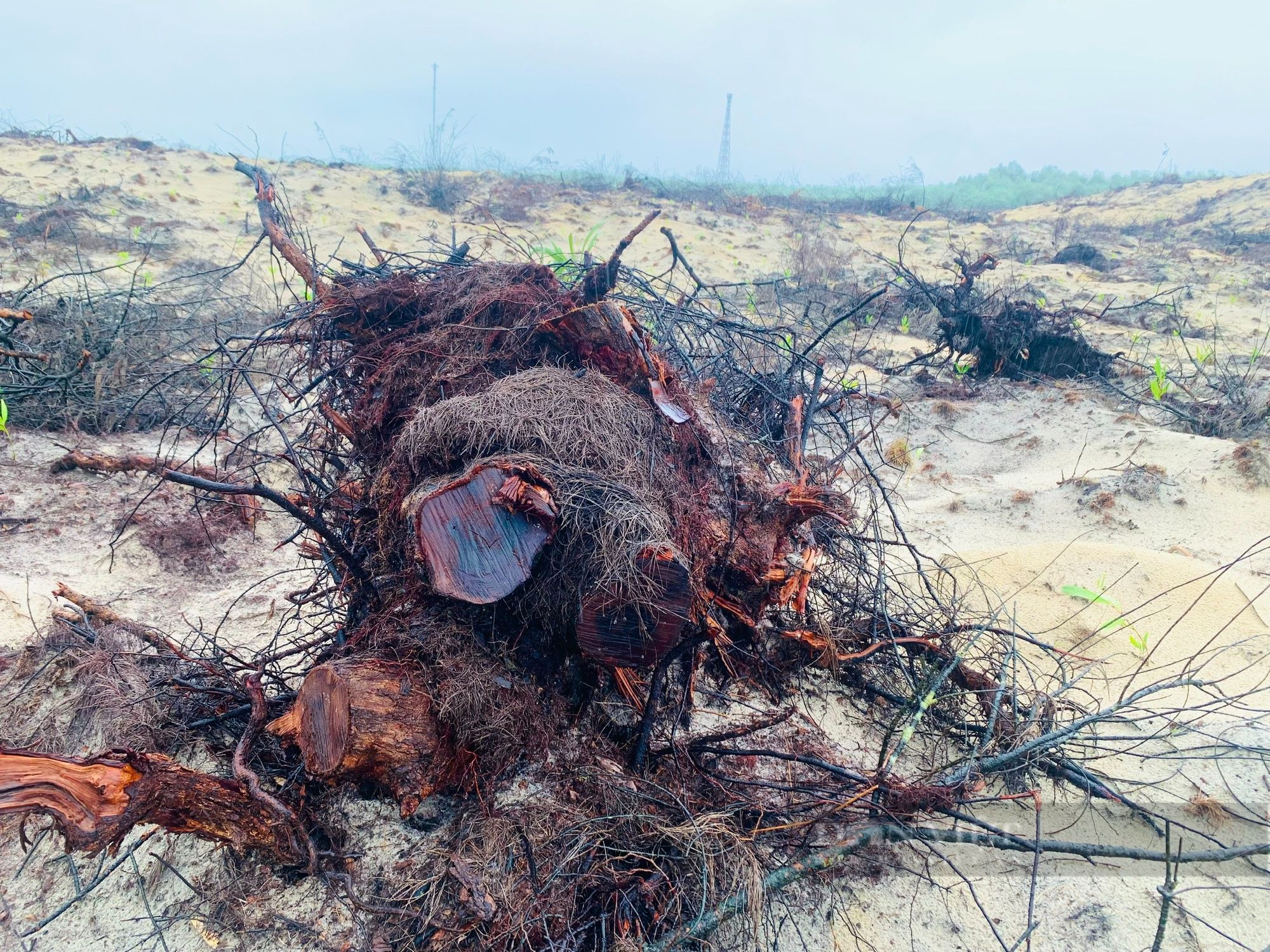 Cận cảnh vụ chặt phá hơn 12 ha rừng trên cát ở Quảng Bình - Ảnh 4.