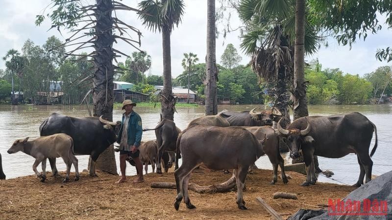 Mùa len trâu trở thành một cuộc di cư lớn của con người và hàng nghìn con trâu đi tìm sự sống - Ảnh 16.