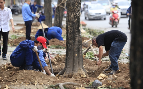 Hà Nội dự kiến di chuyển, chặt hạ 123 cây xanh trên con đường "đẹp nhất Việt Nam"