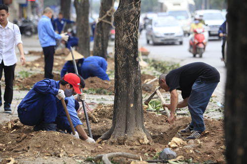Hà Nội dự kiến di chuyển, chặt hạ 123 cây xanh trên con đường &quot;đẹp nhất Việt Nam&quot; - Ảnh 1.
