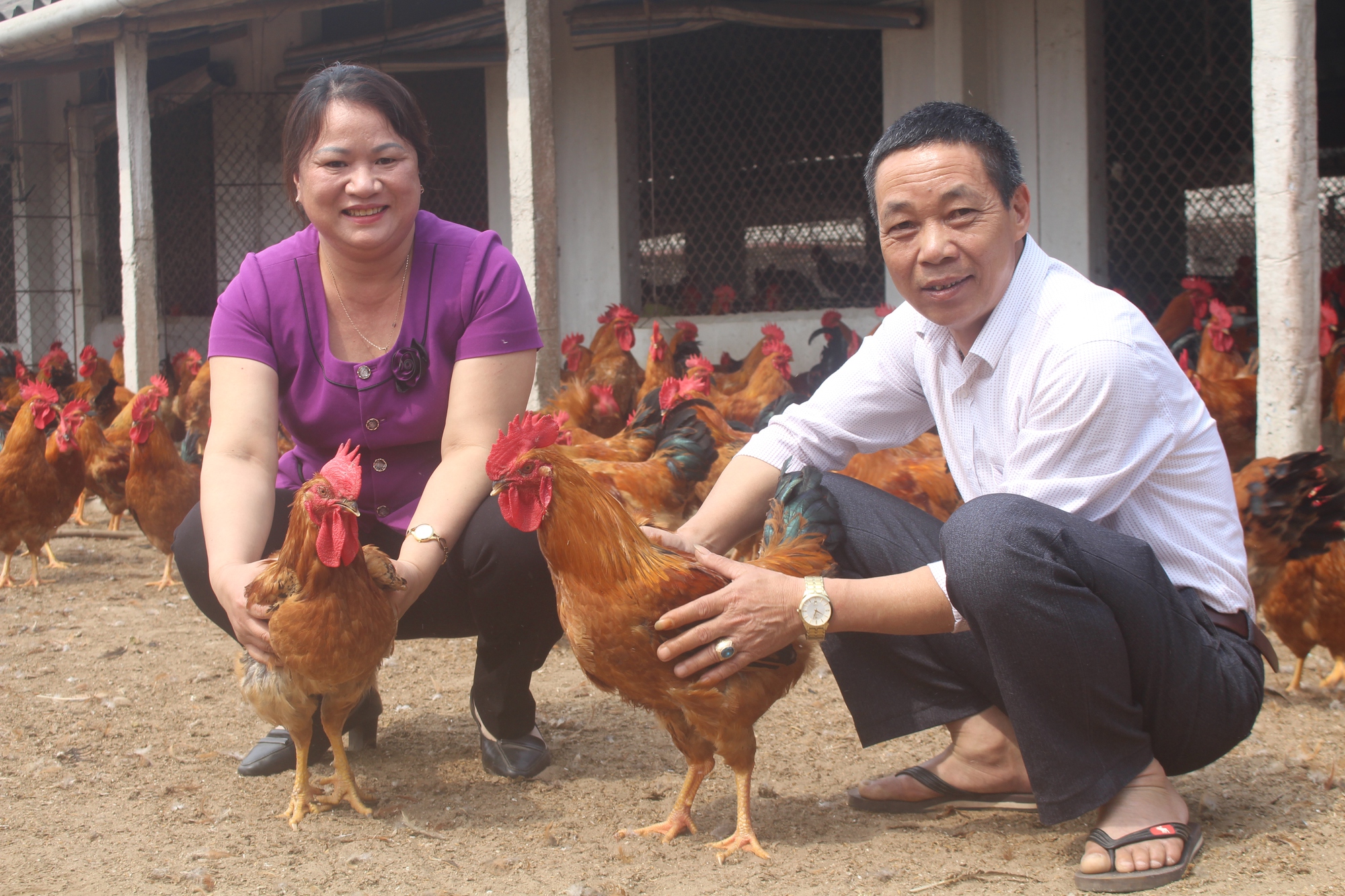 Học nghề hiệu quả, nông dân Thái Bình là tỷ phú nuôi gà, triệu phú trồng đào cảnh - Ảnh 1.