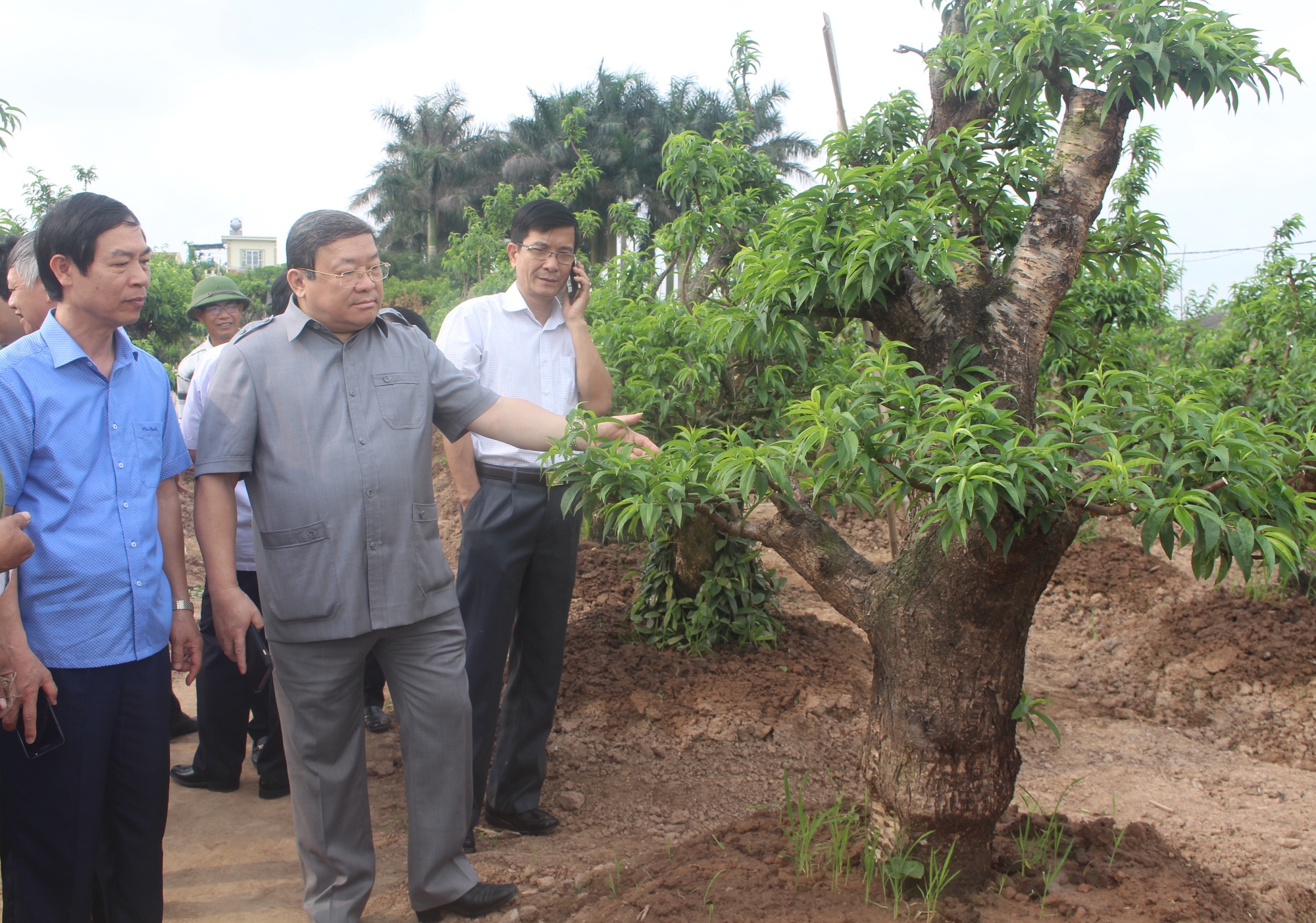 Học nghề hiệu quả, nông dân Thái Bình là tỷ phú nuôi gà, triệu phú trồng đào cảnh - Ảnh 2.