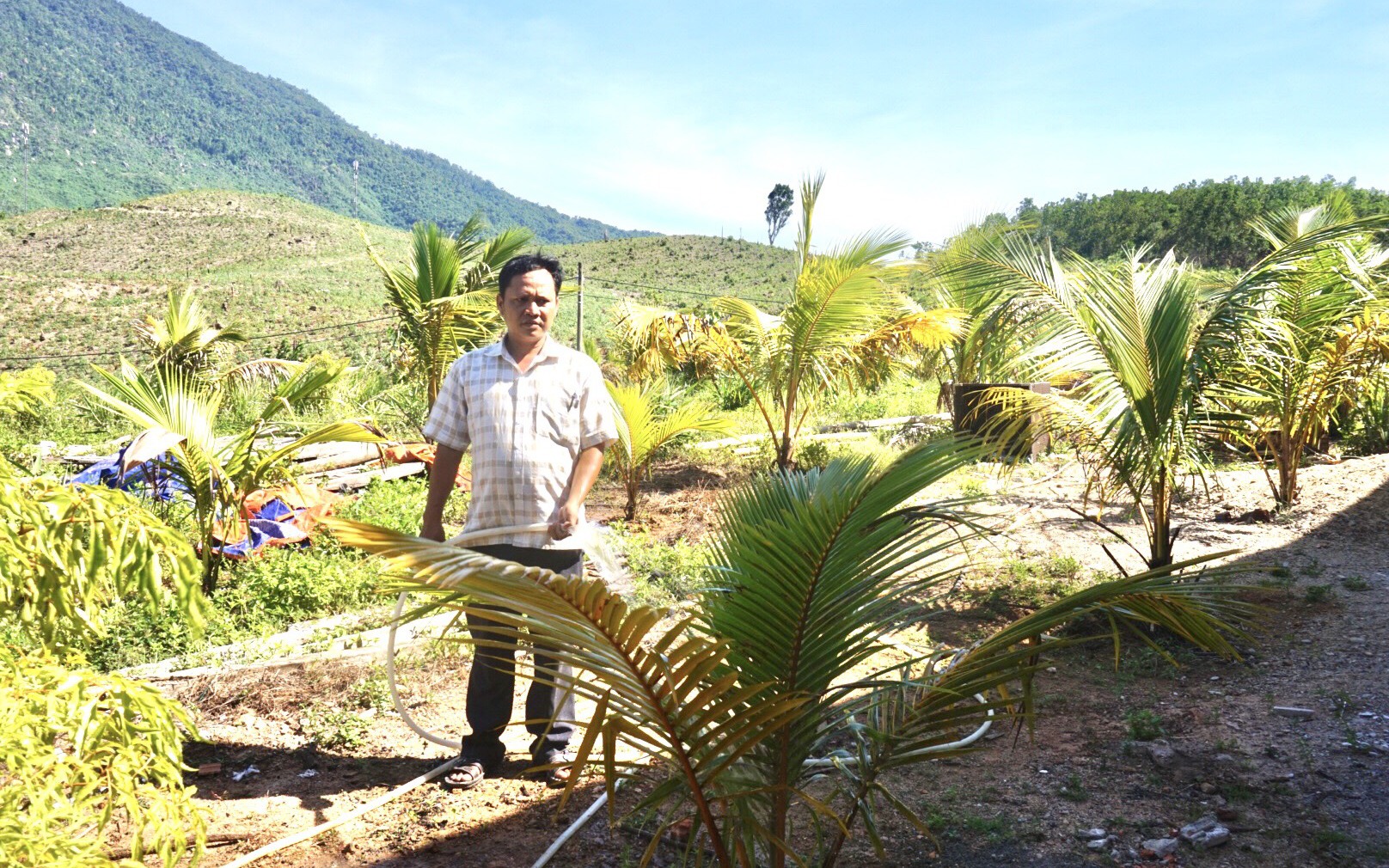 Nông thôn mới ở làng dân tộc Cơ Tu của Đà Nẵng “lên đời” nhờ mô hình trồng trọt, chăn nuôi mới