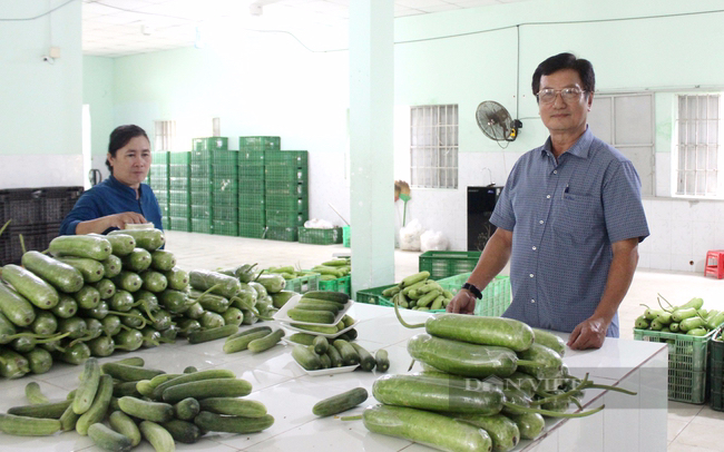 Nhiều chính sách hỗ trợ, xây dựng chuỗi liên kết cho HTX nông nghiệp huyện Củ Chi - Ảnh 2.