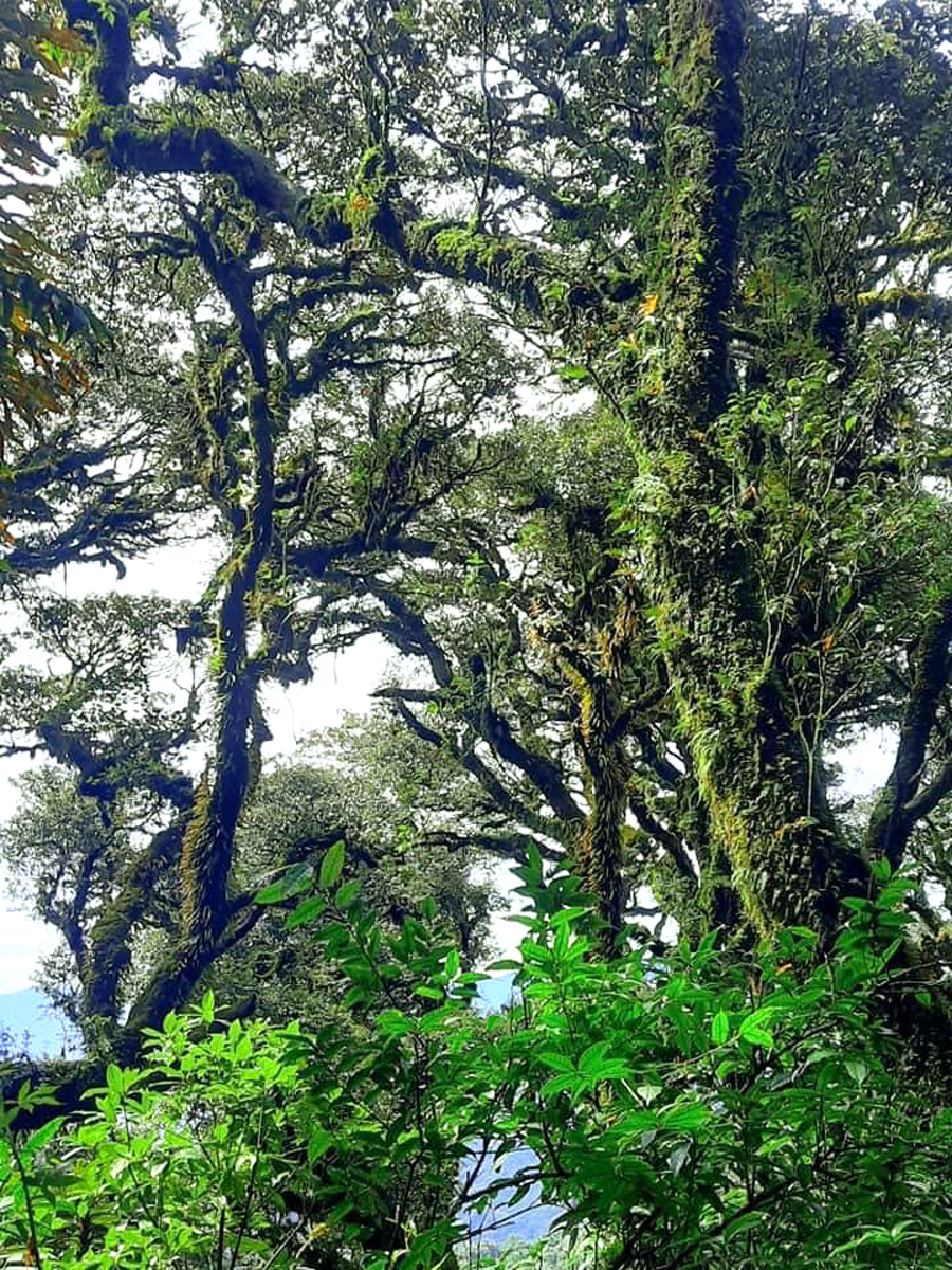 Lên núi cao nhất vùng Đông Bắc ở Hà Giang, bất chợt thấy rừng nguyên sinh rêu phong y như bên châu Âu - Ảnh 2.