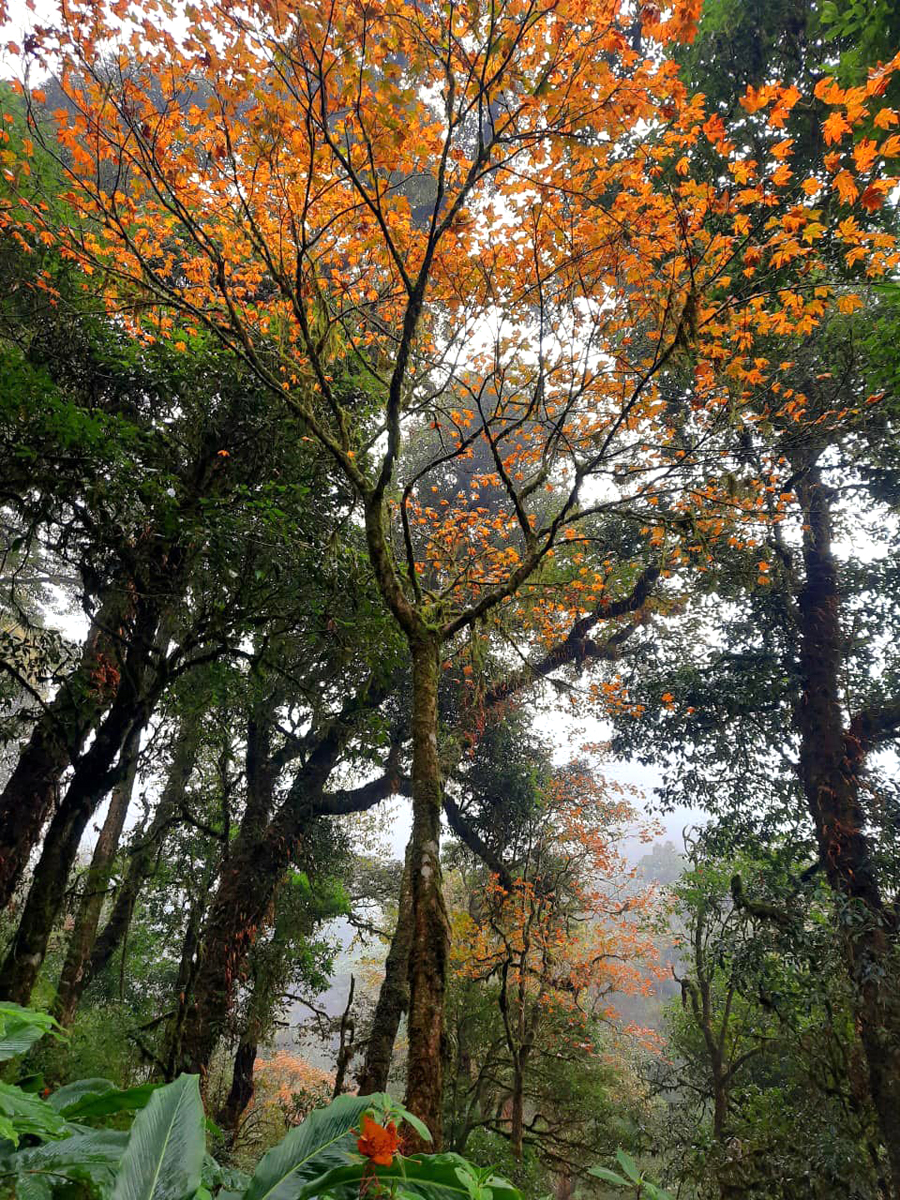 Lên núi cao nhất vùng Đông Bắc ở Hà Giang, bất chợt thấy rừng nguyên sinh rêu phong y như bên châu Âu - Ảnh 4.