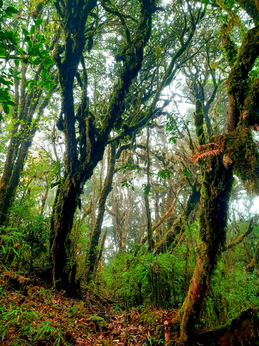 Lên núi cao nhất vùng Đông Bắc ở Hà Giang, bất chợt thấy rừng nguyên sinh rêu phong y như bên châu Âu - Ảnh 5.