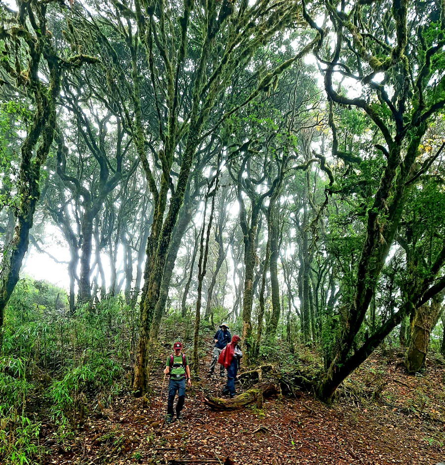 Lên núi cao nhất vùng Đông Bắc ở Hà Giang, bất chợt thấy rừng nguyên sinh rêu phong y như bên châu Âu - Ảnh 6.