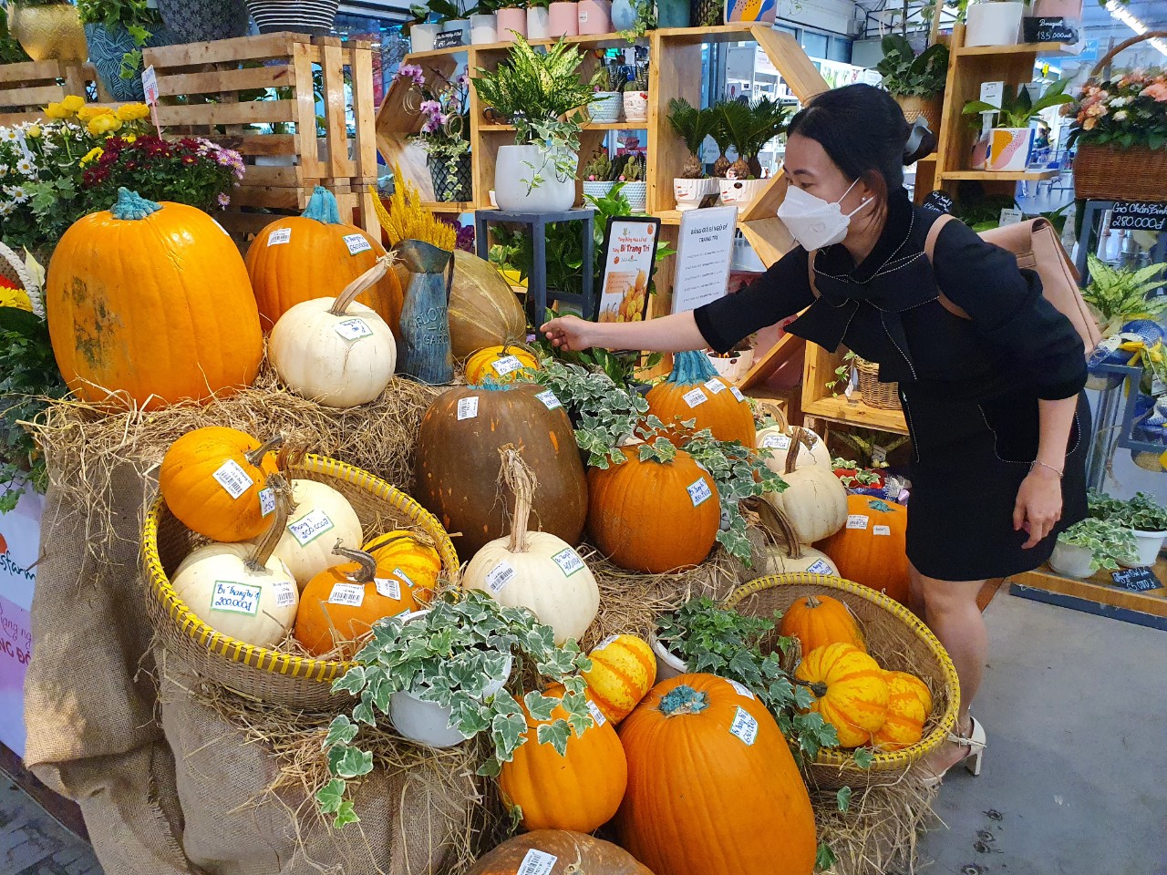 Cận cảnh bí ngô khổng lồ chơi Halloween, giá tới vài triệu đồng mỗi quả - Ảnh 1.