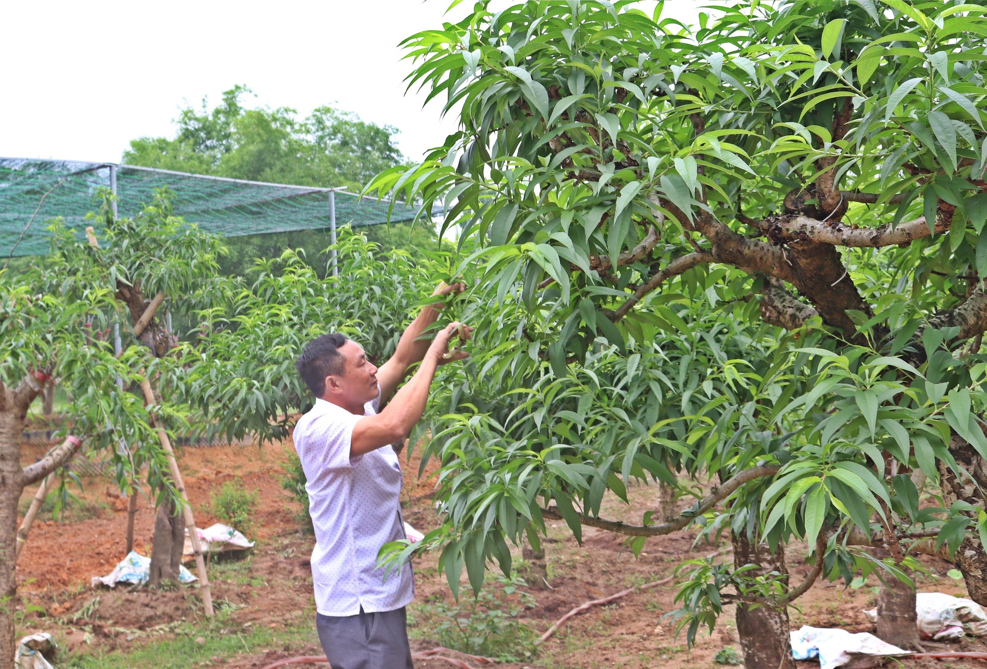 Bươn chải đủ thứ nghề đó đây không khá, ông nông dân Vĩnh Phúc về quê trồng thứ cây cảnh gì mà thu 300 triệu/năm? - Ảnh 1.