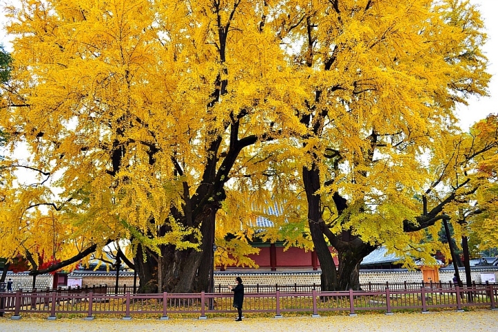 Chiêm ngưỡng cây ngân hạnh 600 tuổi đẹp rực rỡ ở xứ sở Kim Chi - Ảnh 1.
