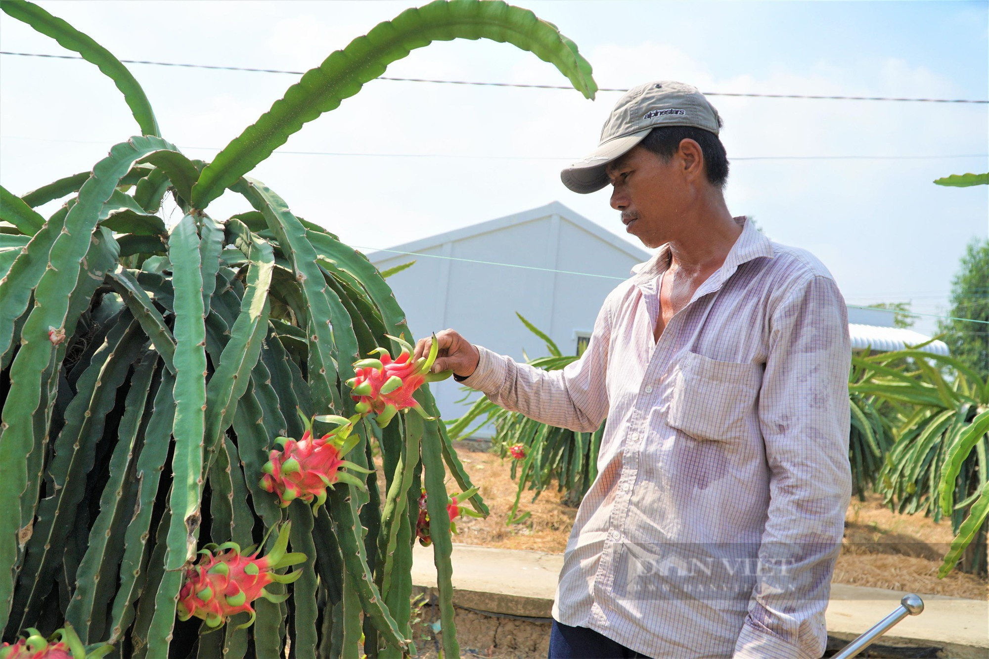 14 cây ăn trái chủ lực của Việt Nam được chọn tập trung phát triển đến năm 2030 là những loại cây gì? - Ảnh 1.