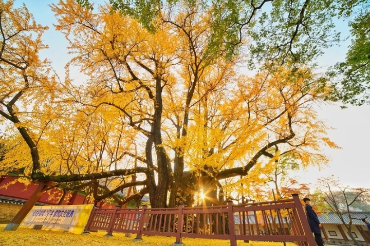 Chiêm ngưỡng cây ngân hạnh 600 tuổi đẹp rực rỡ ở xứ sở Kim Chi - Ảnh 2.