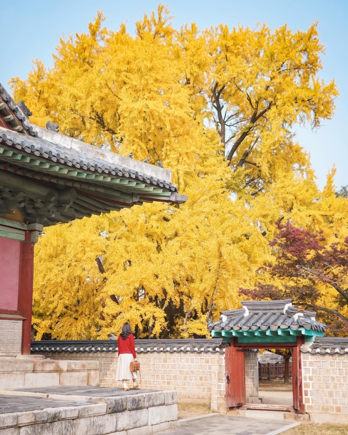 Chiêm ngưỡng cây ngân hạnh 600 tuổi đẹp rực rỡ ở xứ sở Kim Chi - Ảnh 4.