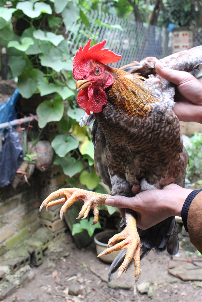 4 giống gà có giá “đắt cắt cổ” ngày càng được ưa chuộng và săn đón tại Việt Nam - Ảnh 5.