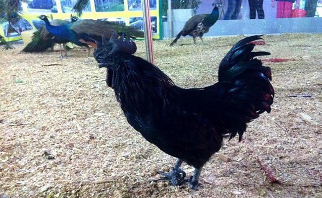 4 giống gà có giá “đắt cắt cổ” ngày càng được ưa chuộng và săn đón tại Việt Nam - Ảnh 9.