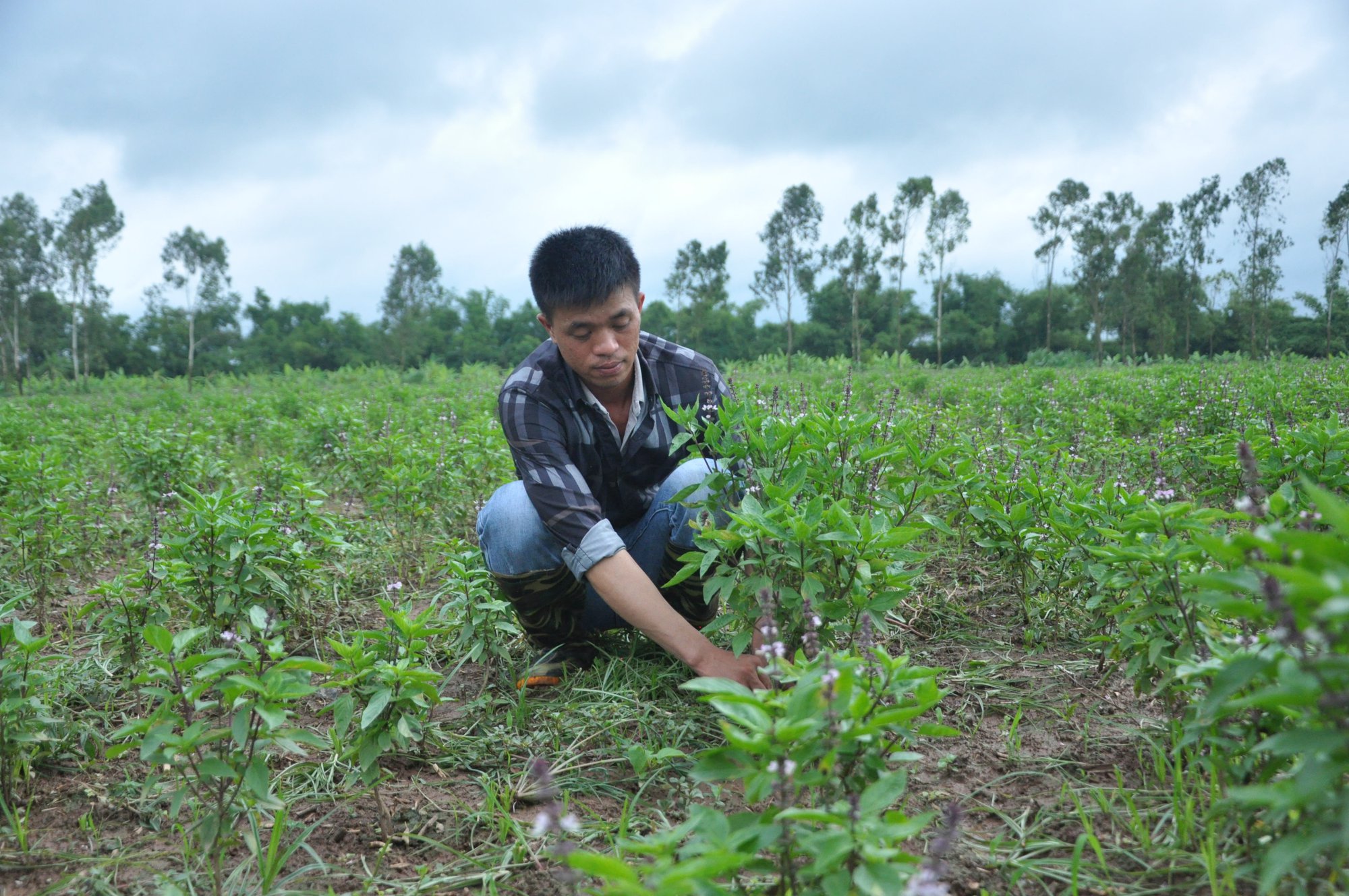 Chuyên gia bày mẹo phối trộn thức ăn chăn nuôi tại chỗ đúng cách, hiệu quả - Ảnh 3.