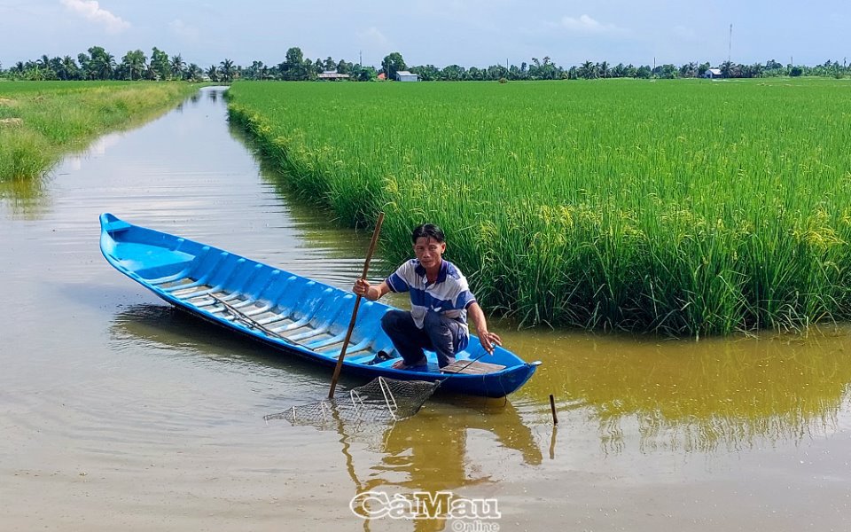 Mô hình tôm-lúa đầu tiên của Việt Nam đạt được chứng nhận quốc tế là của một xã ở Cà Mau