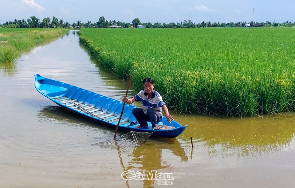 Mô hình tôm-lúa đầu tiên của Việt Nam đạt được chứng nhận quốc tế là của một xã ở Cà Mau - Ảnh 2.
