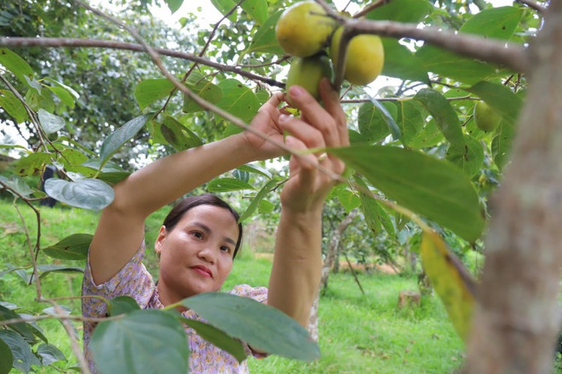 Trồng loại cây trước chỉ để lấy bóng mát, nay bỗng thu lãi trăm triệu nhàn tênh - Ảnh 3.