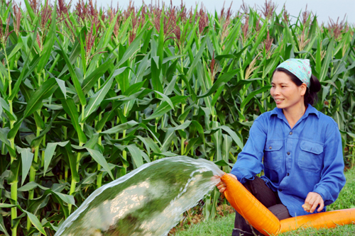 Xây dựng vùng nguyên liệu thức ăn chăn nuôi, thúc đẩy phát triển ngành chăn nuôi bền vững - Ảnh 10.