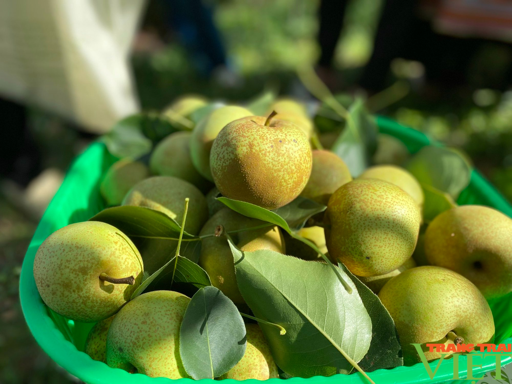 Xa xồi những mùa hoa anh túc nơi thượng nguồn sông Chảy - Ảnh 6.