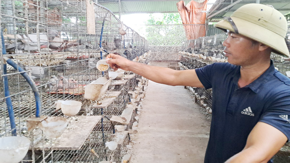 Lãi 1,2 tỷ nhờ nuôi thứ chim mắn đẻ, anh nông dân Bắc Giang khiến nhiều người nể phục - Ảnh 1.
