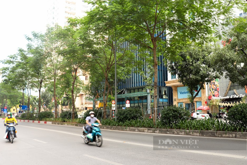 Cận cảnh hàng cây xanh ở Thủ đô Hà Nội bị &quot;bức tử&quot; bởi gông sắt - Ảnh 2.