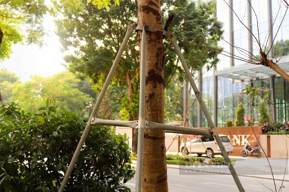 Cận cảnh hàng cây xanh ở Thủ đô Hà Nội bị &quot;bức tử&quot; bởi gông sắt - Ảnh 3.
