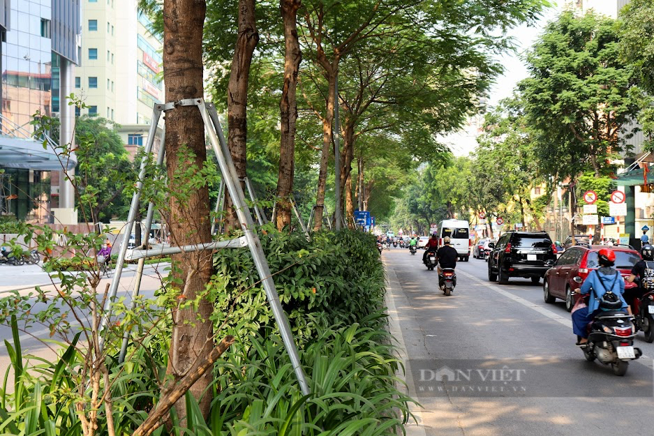 Cận cảnh hàng cây xanh ở Thủ đô Hà Nội bị &quot;bức tử&quot; bởi gông sắt - Ảnh 4.