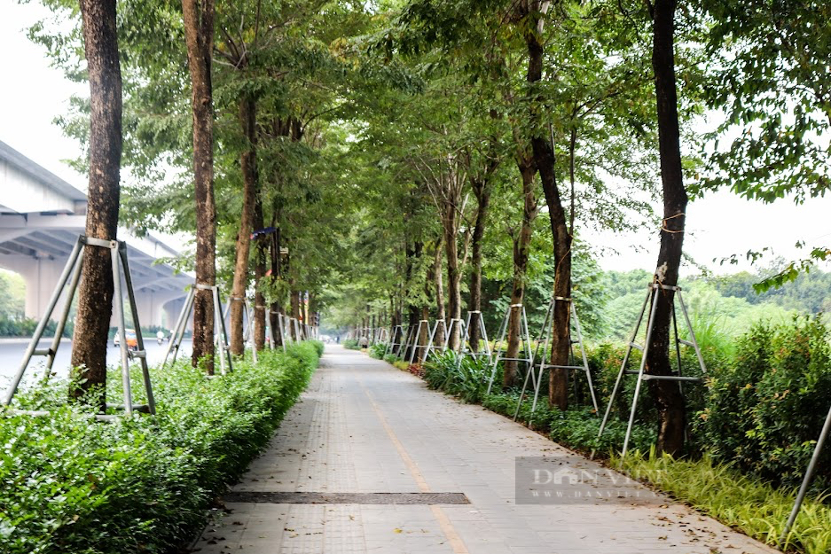 Cận cảnh hàng cây xanh ở Thủ đô Hà Nội bị &quot;bức tử&quot; bởi gông sắt - Ảnh 6.