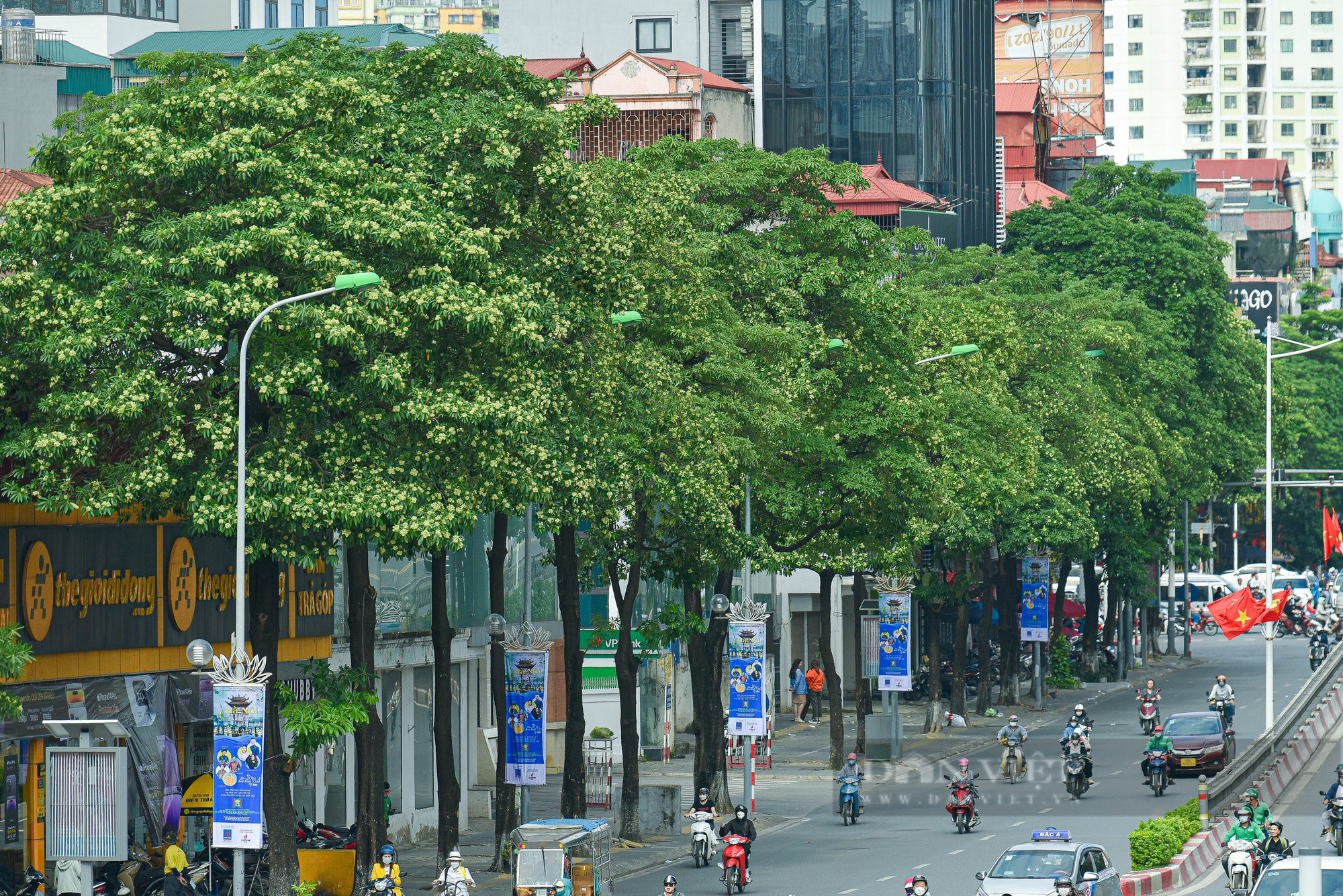 Đề xuất di dời 80 cây hoa sữa trên đường Nguyễn Chí Thanh: Người ủng hộ 2 tay, người tiếc nuối - Ảnh 2.