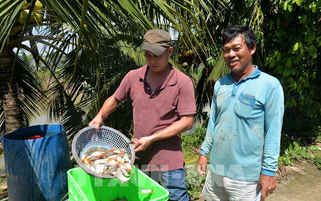 Cho 2 loài cá quý hiếm đẹp như phim ở chung một ao, ông nông dân Đồng Tháp bắt lên ai cũng muốn xem