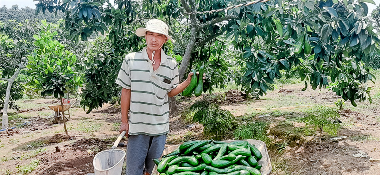 Trồng thứ bơ trái dài này, hai năm nay nhiều nơi kêu lỗ, vì sao anh nông dân Lâm Đồng lại trúng đậm? - Ảnh 1.