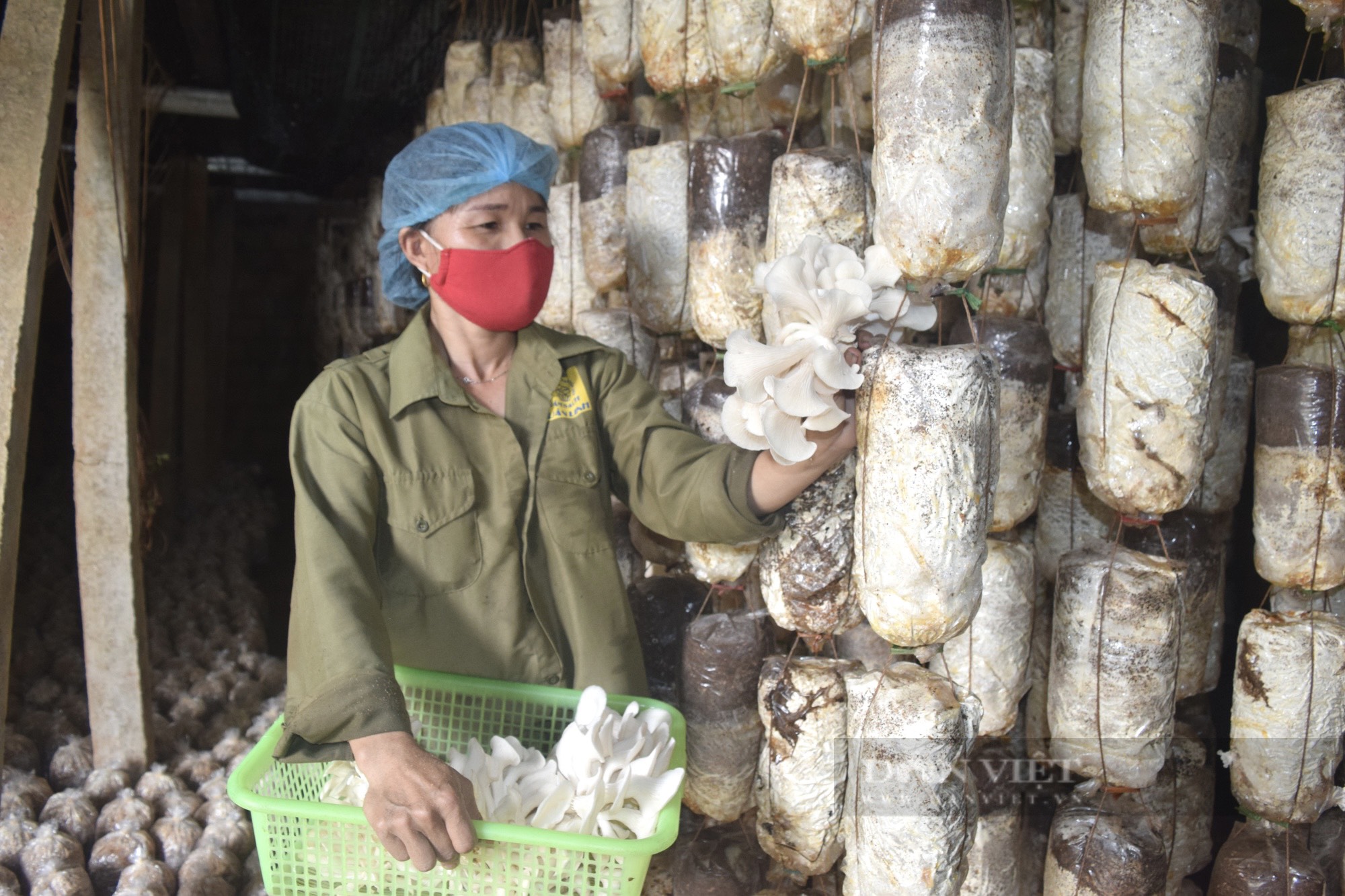 Quảng Bình: Người dân Sơn Lộc chuyển đổi cây trồng vật, vật nuôi, đồng lòng về đích Nông thôn mới - Ảnh 3.