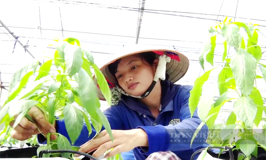 HTX nông nghiệp công nghệ cao “sống khỏe” nhờ chính sách hỗ trợ - Ảnh 1.