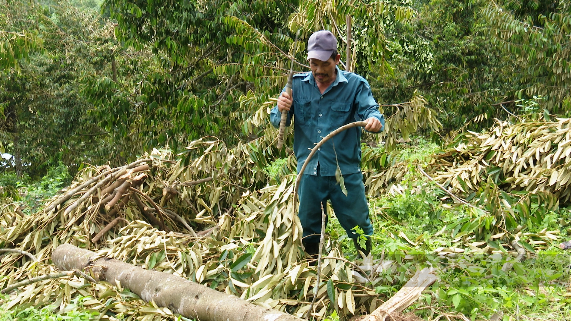 Bão số 4 đi qua, người dân xứ Tiên đau xót nhìn cây ăn quả ngã đổ la liệt - Ảnh 2.